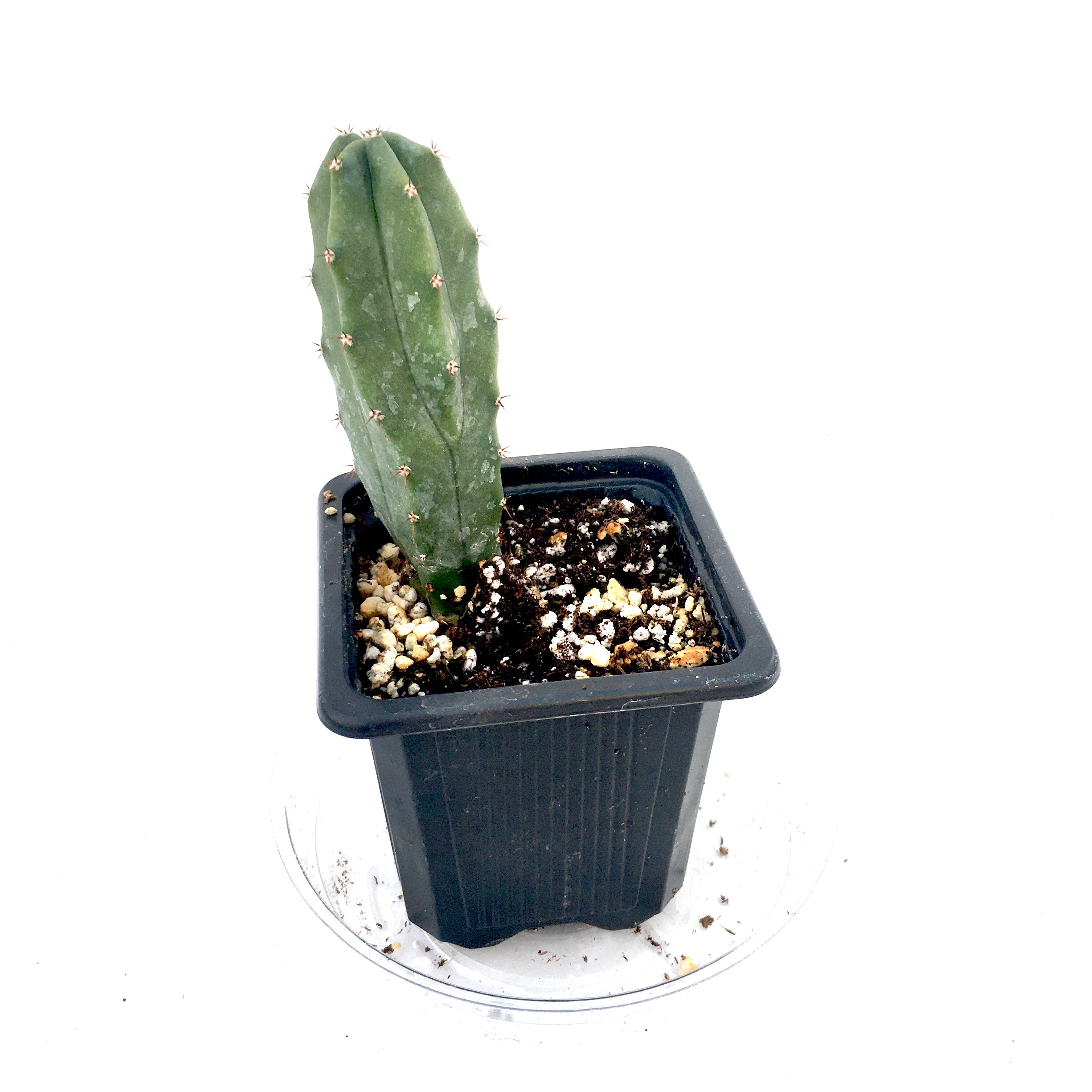 Cereus peruvianus cactus