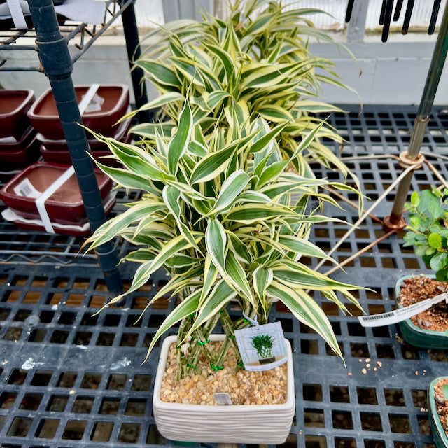 dracaena sanderiana plant Dracaena sanderiana 'Lucky Bamboo' – Vern Goers Greenhouse