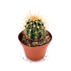 Mammallaria cactus