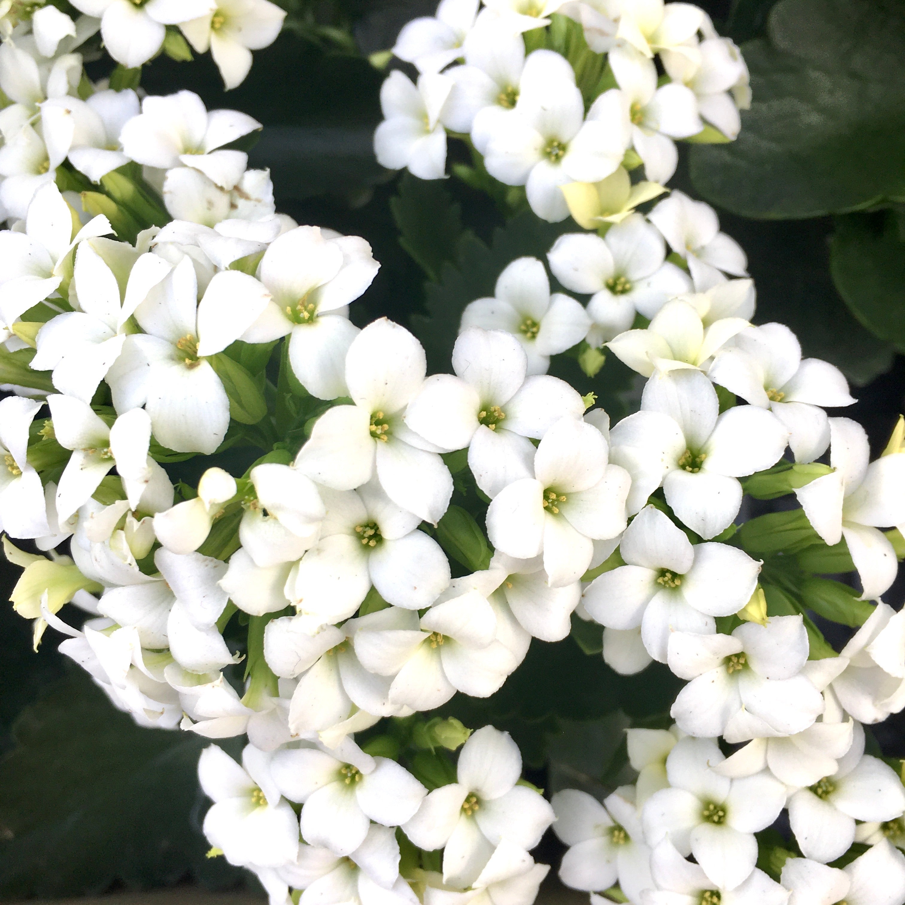 Kalanchoe blossfeldiana 'White'