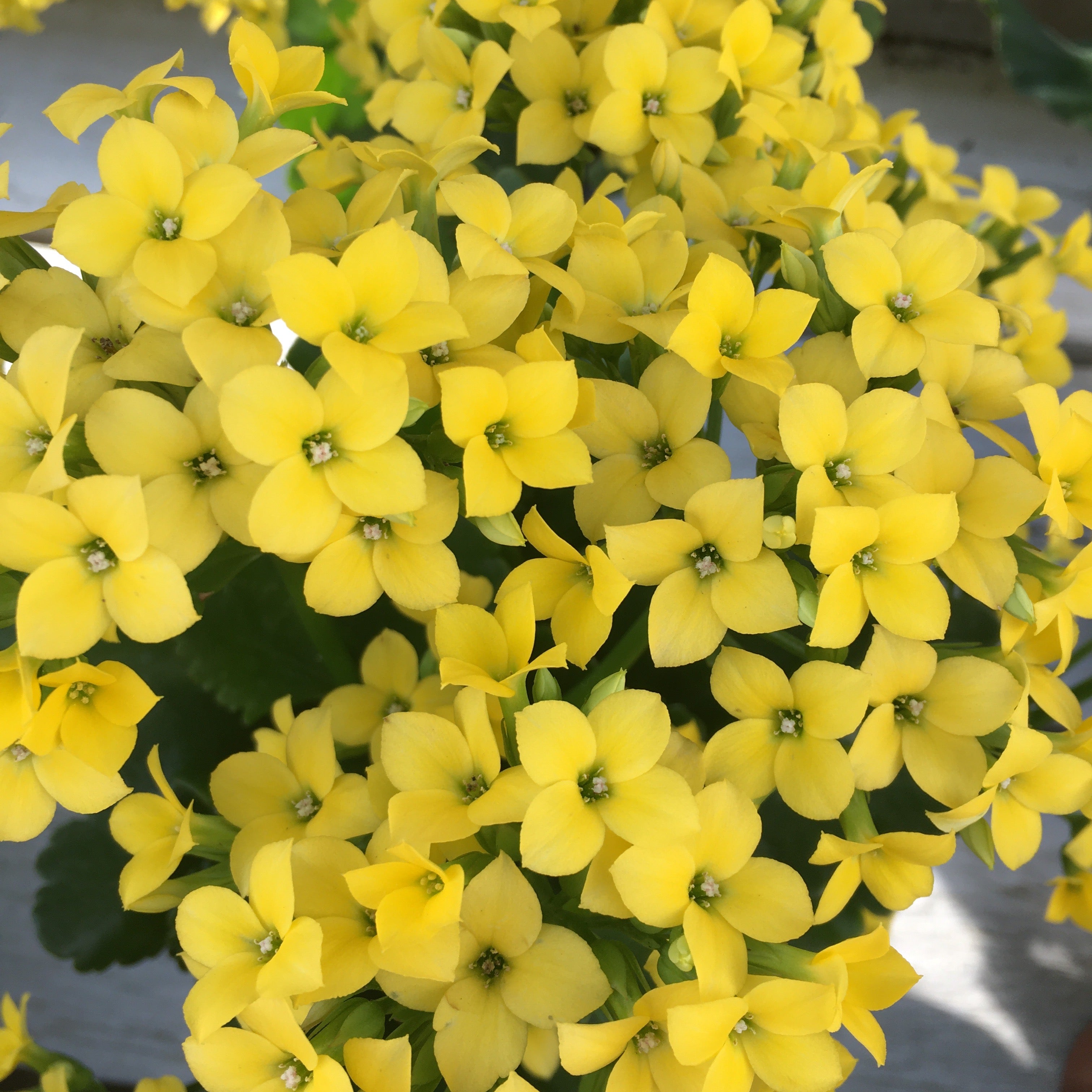 Kalanchoe blossfeldiana 'Yellow'