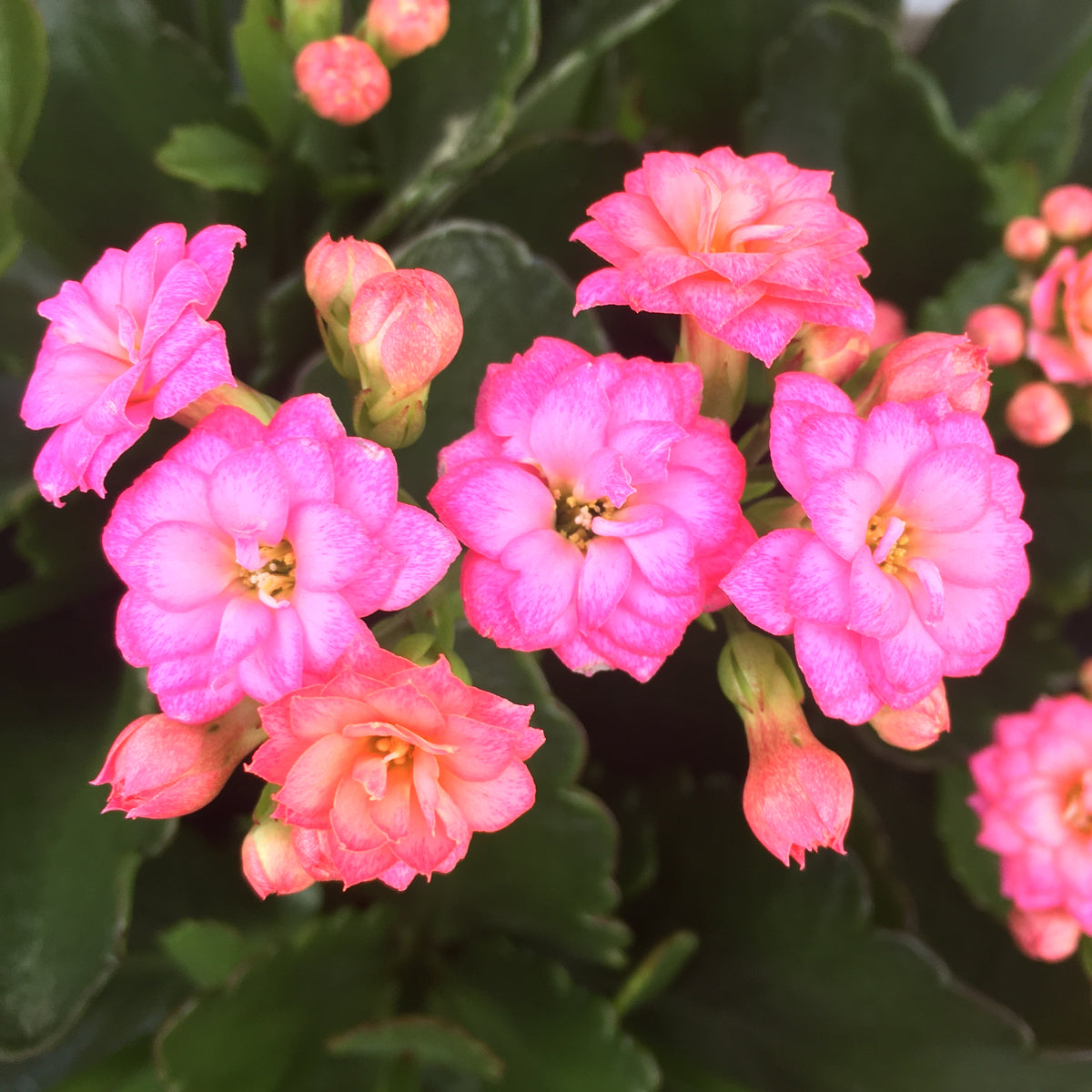 Kalanchoe calandiva 'Pink' – Vern Goers Greenhouse