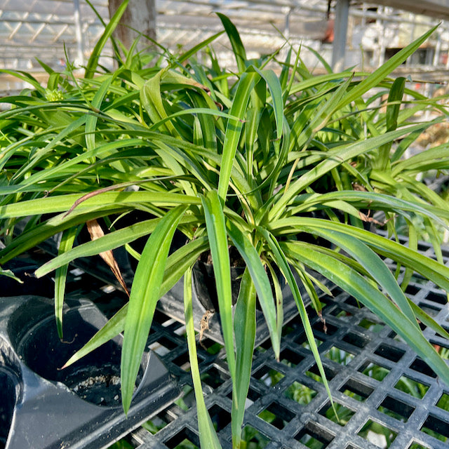 pure green spider plant Chlorophytum comosum 'Pure Green'(Spider Plant)