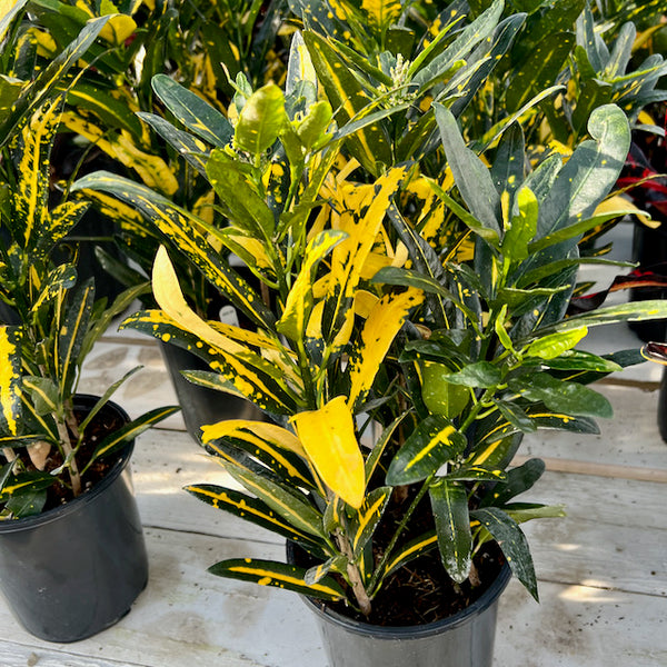 Low Maintenance Indoor Plants Codiaeum Sunny Star Croton Plant - 30-40cm  Potted Indoor Plant With Variegated Green & Yellow Leaves, Air-Purifying  Houseplant For Home Or Office 30-40cm Plant