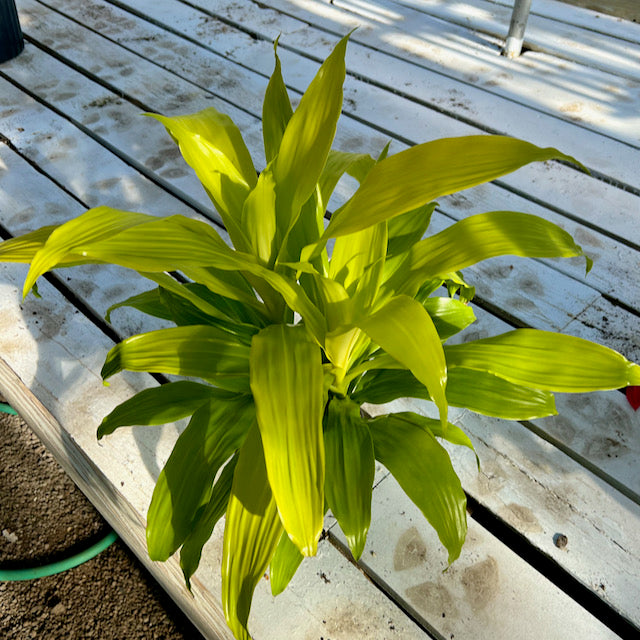 dracaena limelight Dracaena 'Limelight' – Vern Goers Greenhouse