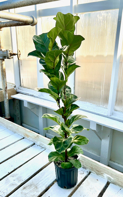 Ficus pandurata Lyrata (Fiddle Leaf Fig)