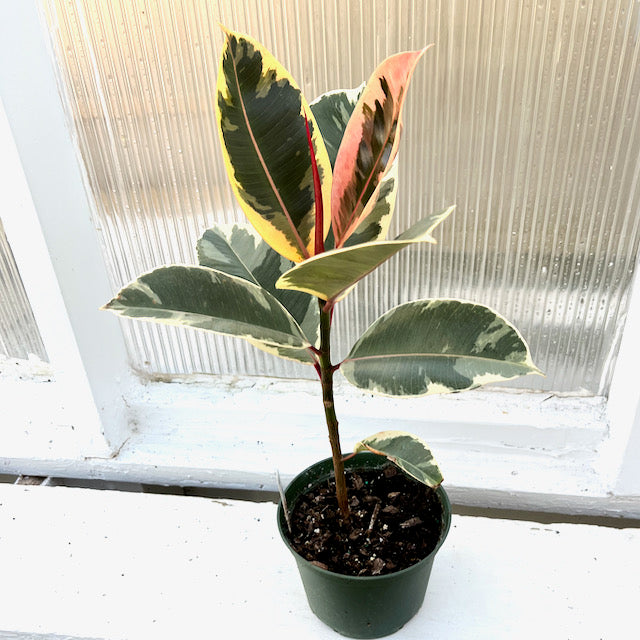 Ficus elastica 'Tineke' (Variegated Rubber Plant)