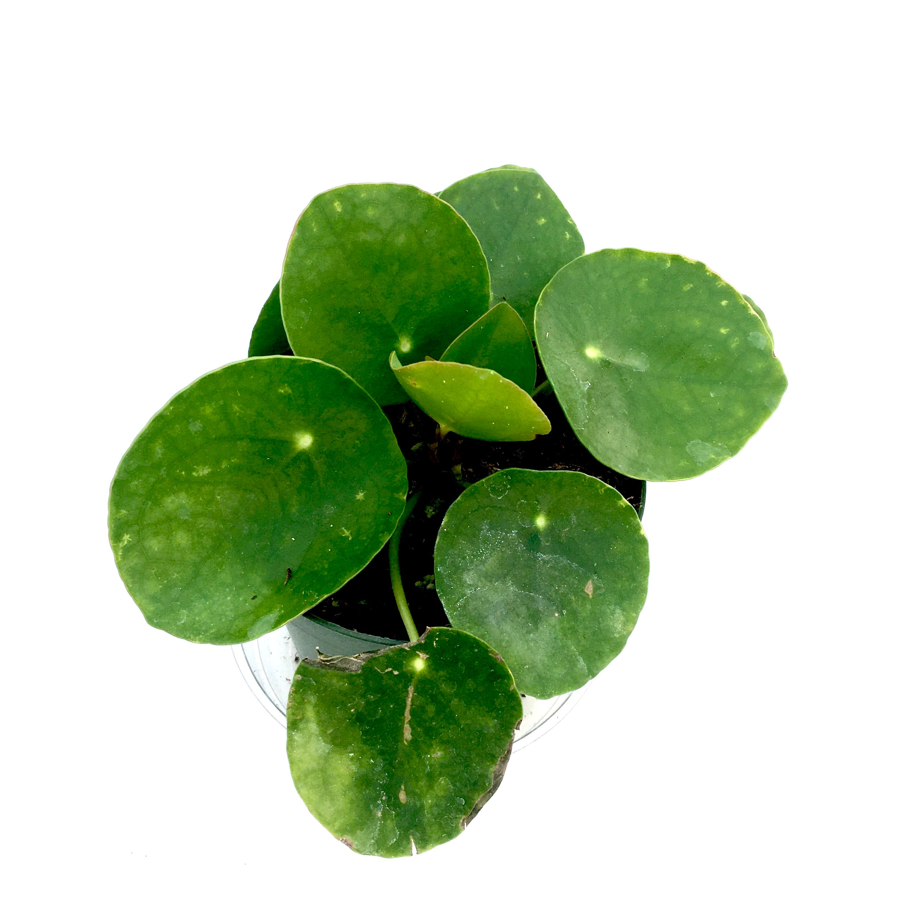 Pilea Peperomioides - Chinese Money Plant