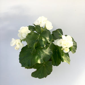 Begonia Rieger 'White'