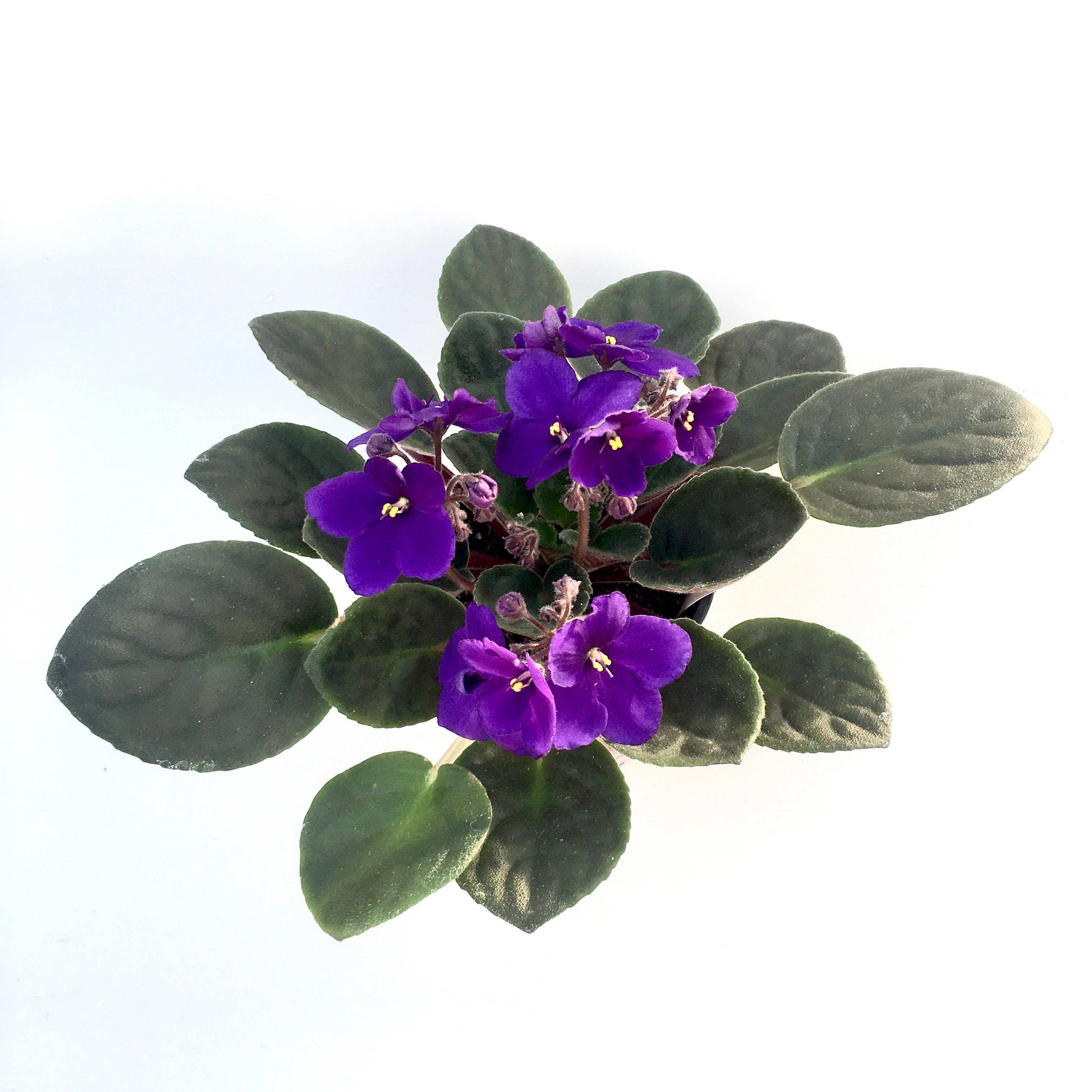Streptocarpus sect. Saintpaulia - African Violet (Assorted Colors)