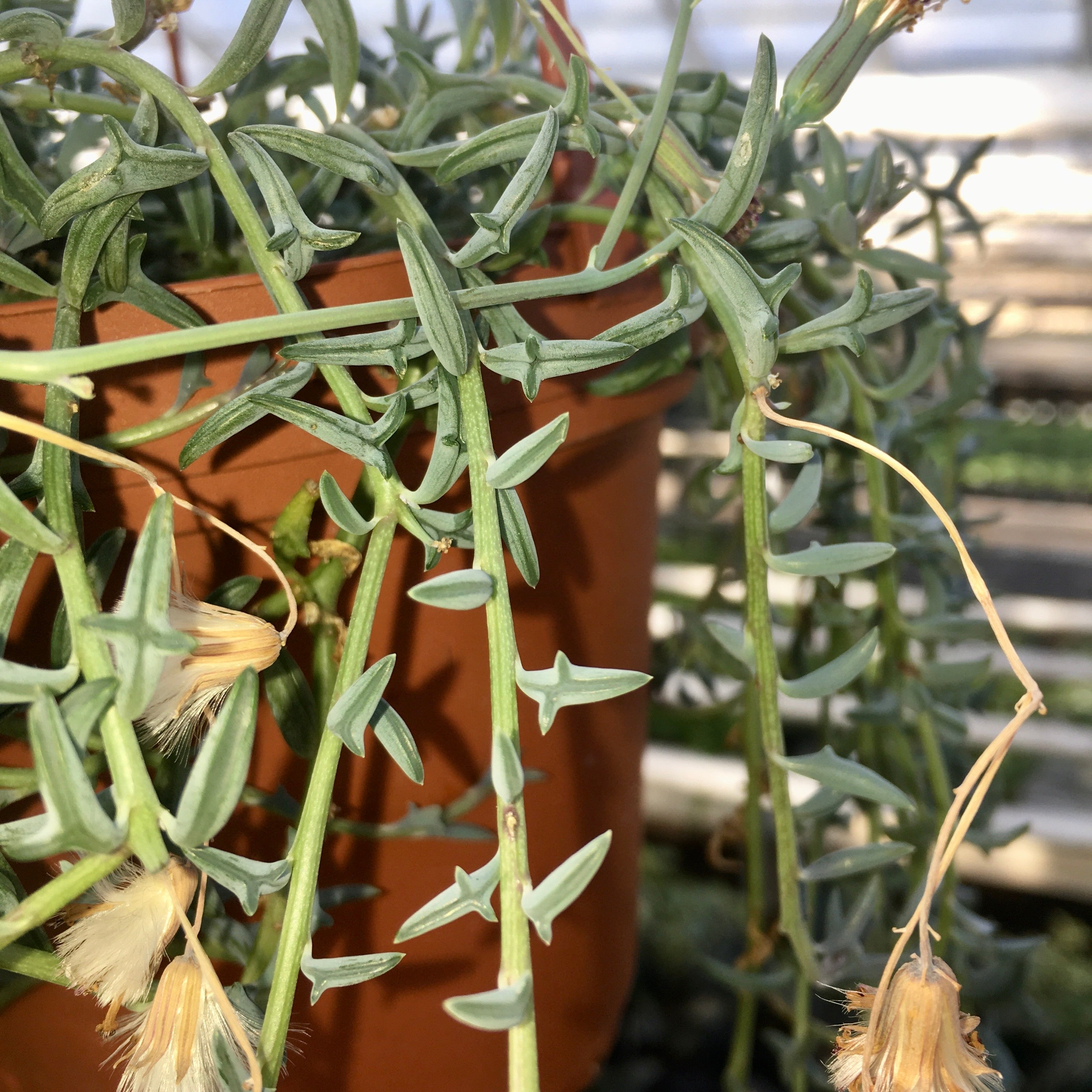 Senecio peregrinus - String of Dolphins