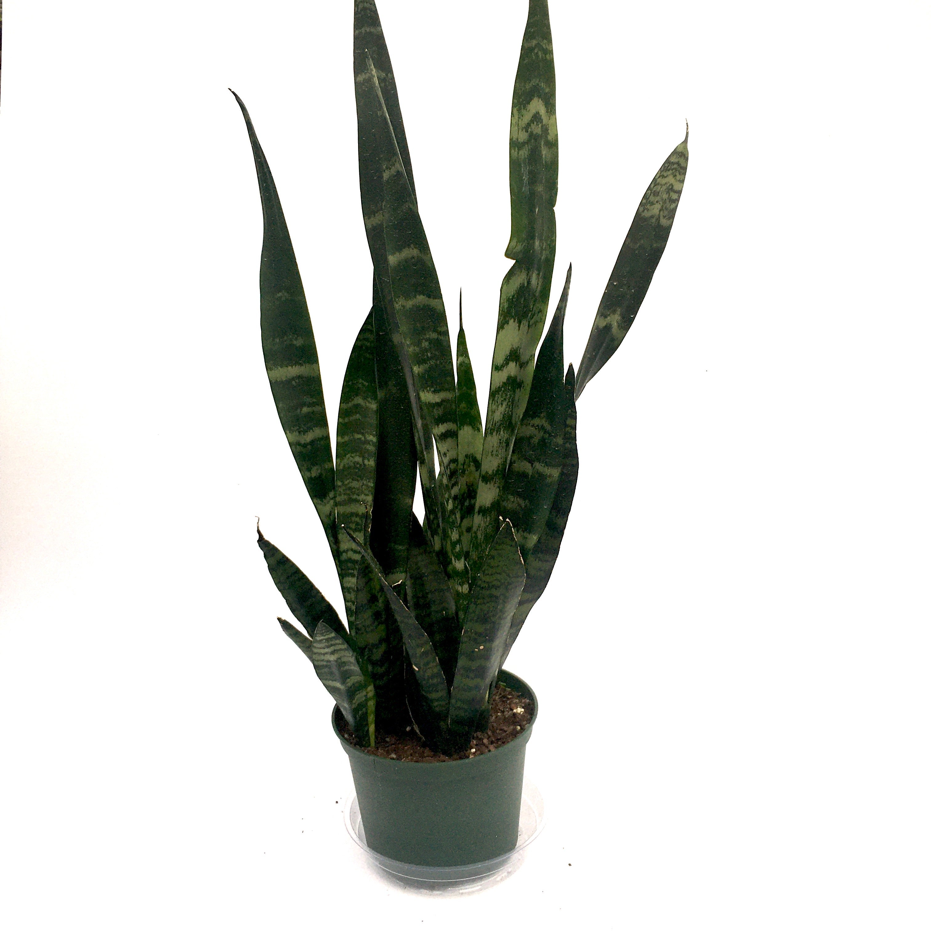 snake plant black coral Sansevaria 'Black Coral' (Snake Plant) – Vern Goers Greenhouse