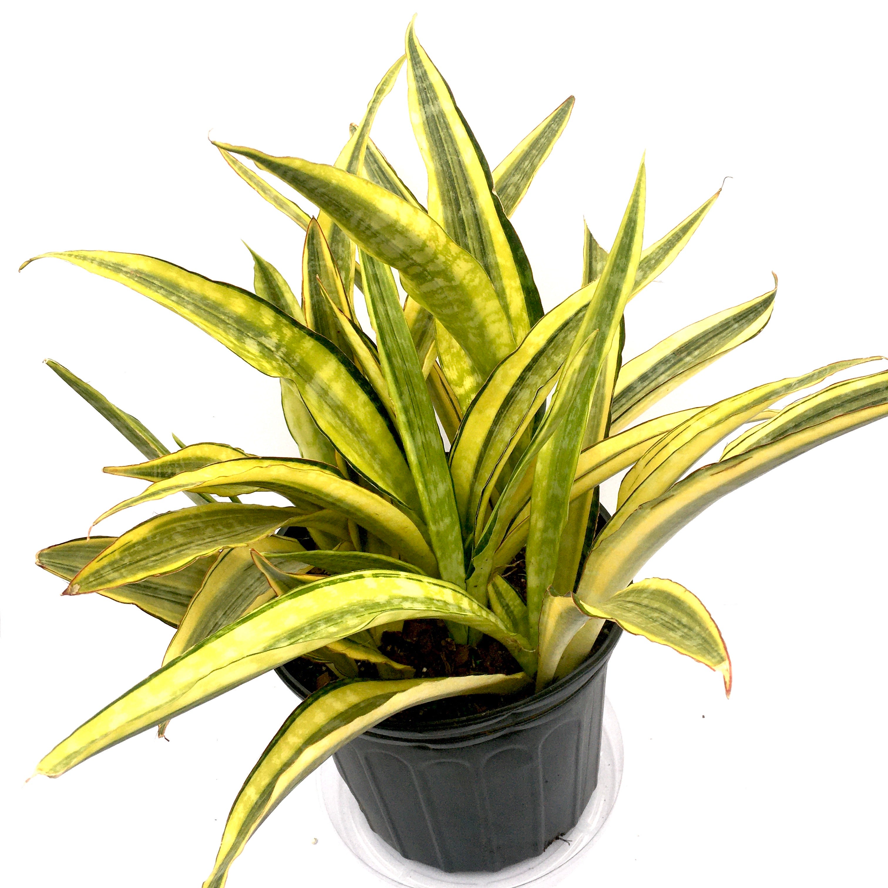 sansevieria yellow stone Sansevaria 'Yellowstone' (Snake Plant)
