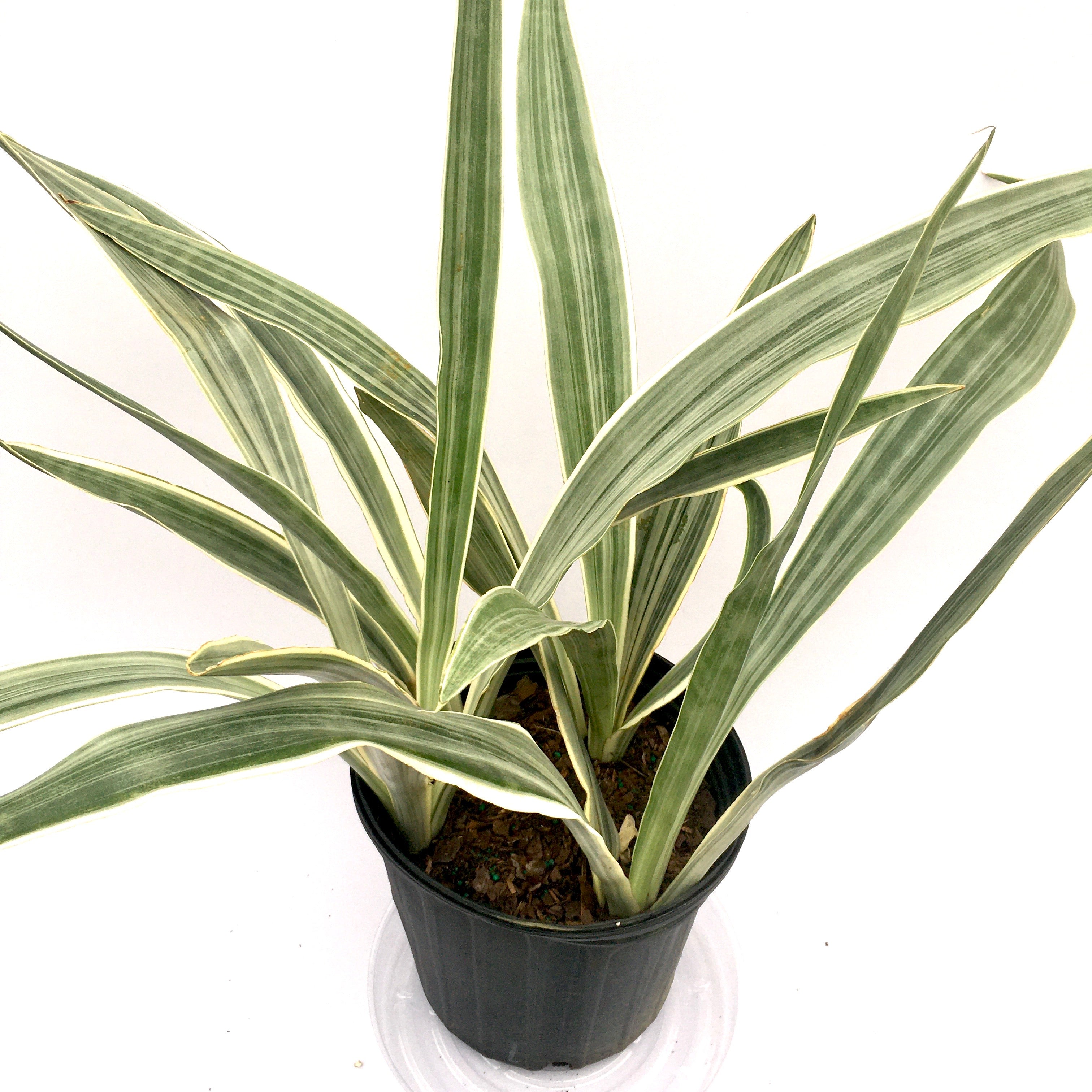 sansevieria sayuri snake plant Sansevieria 'Sayuri' (Snake Plant) – Vern Goers Greenhouse