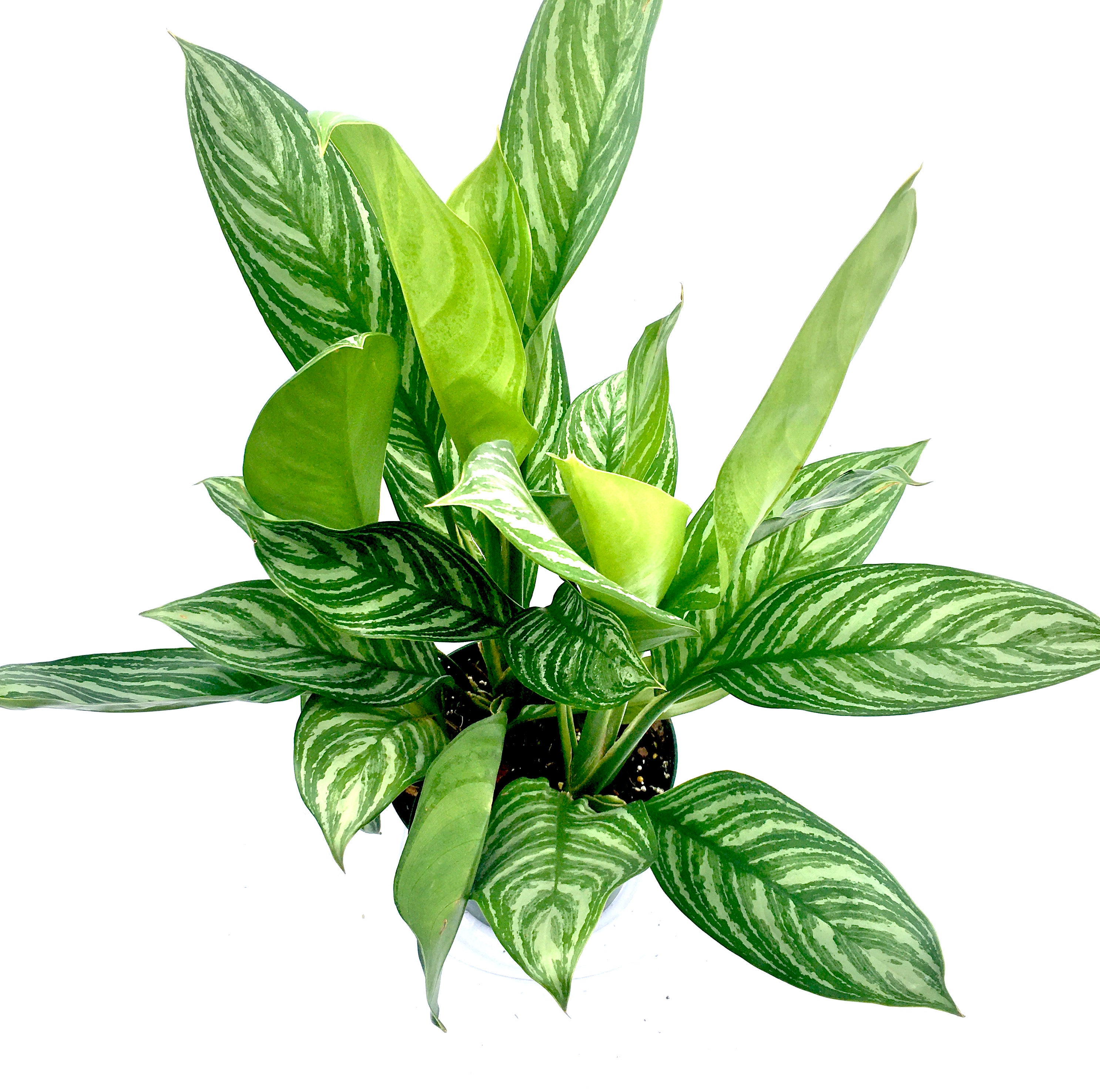 aglaonema modestum chinese evergreen Aglaonema modestum 'Stripes' (Chinese evergreen) – Vern Goers Greenhouse