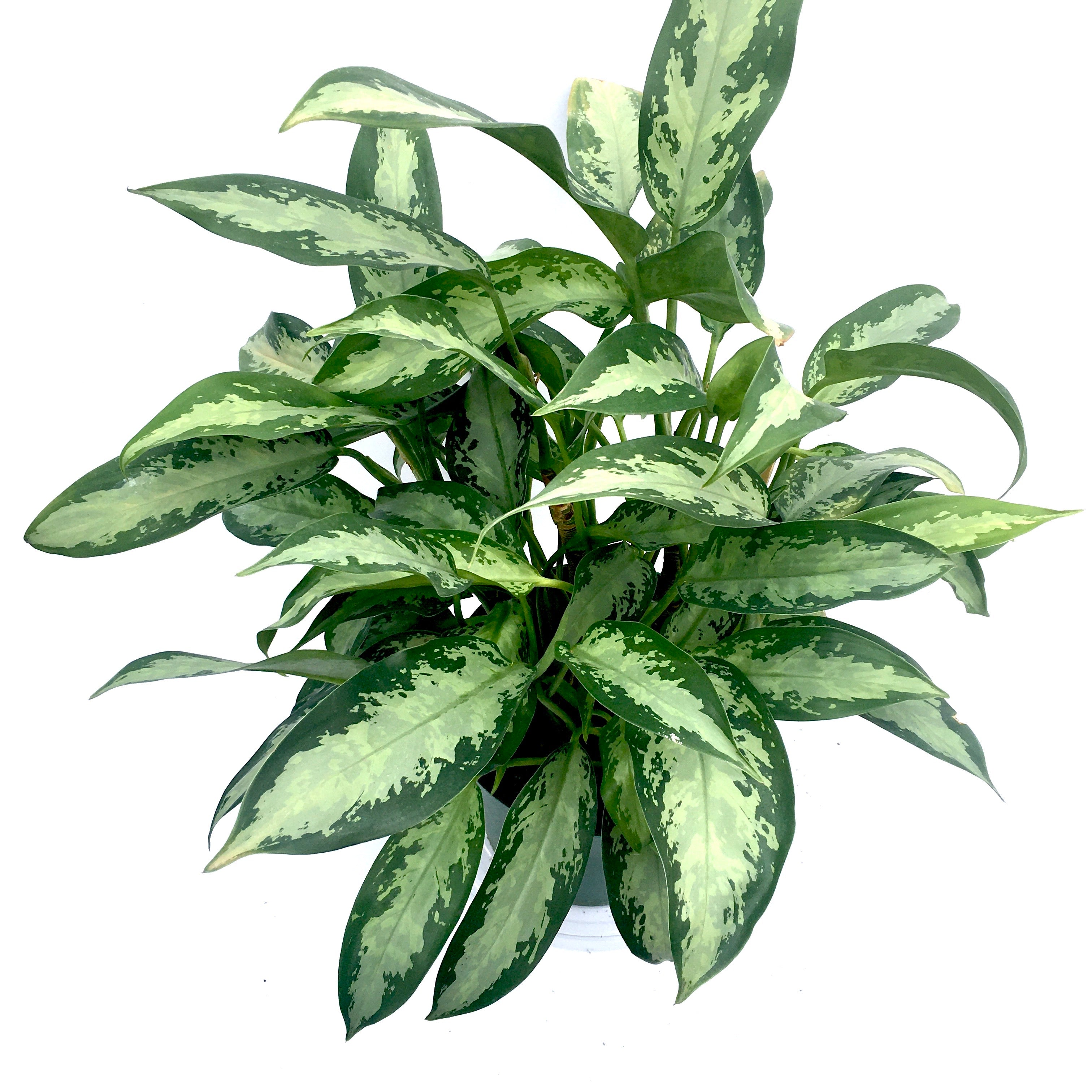 aglaonema black legacy Aglaonema 'Black Lance' (Chinese evergreen) – Vern Goers Greenhouse