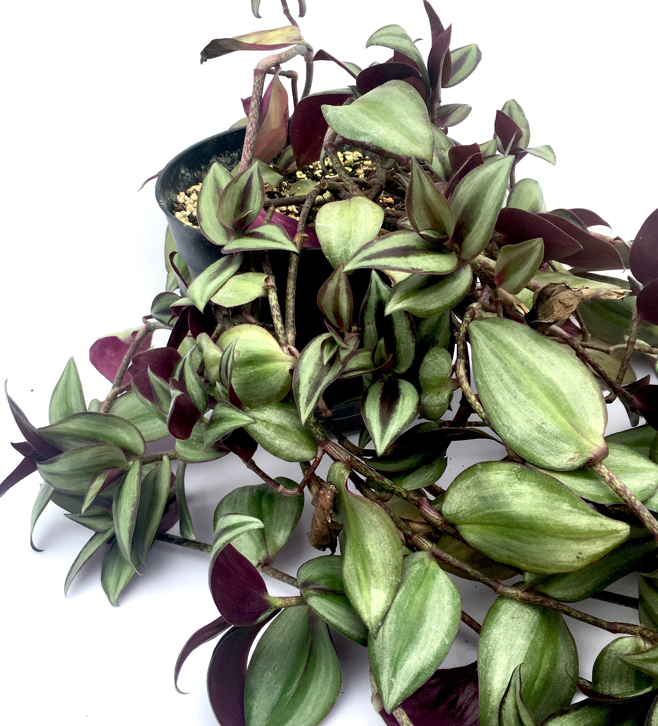 bolivian jew hanging plant Tradescantia callisia repens 'Dwarf Bolivian Wandering Jew' – Vern Goers Greenhouse