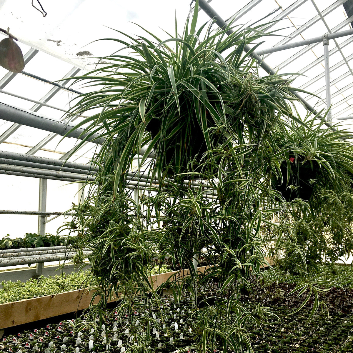 chlorophytum spider reverse Chlorophytum comosum 'Reverse Variegatum' (Reverse Spider Plant) – Vern Goers Greenhouse