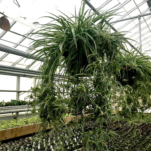 chlorophytum comosum reverse variegatum Chlorophytum comosum 'Reverse Variegatum' (Reverse Spider Plant) – Vern Goers Greenhouse