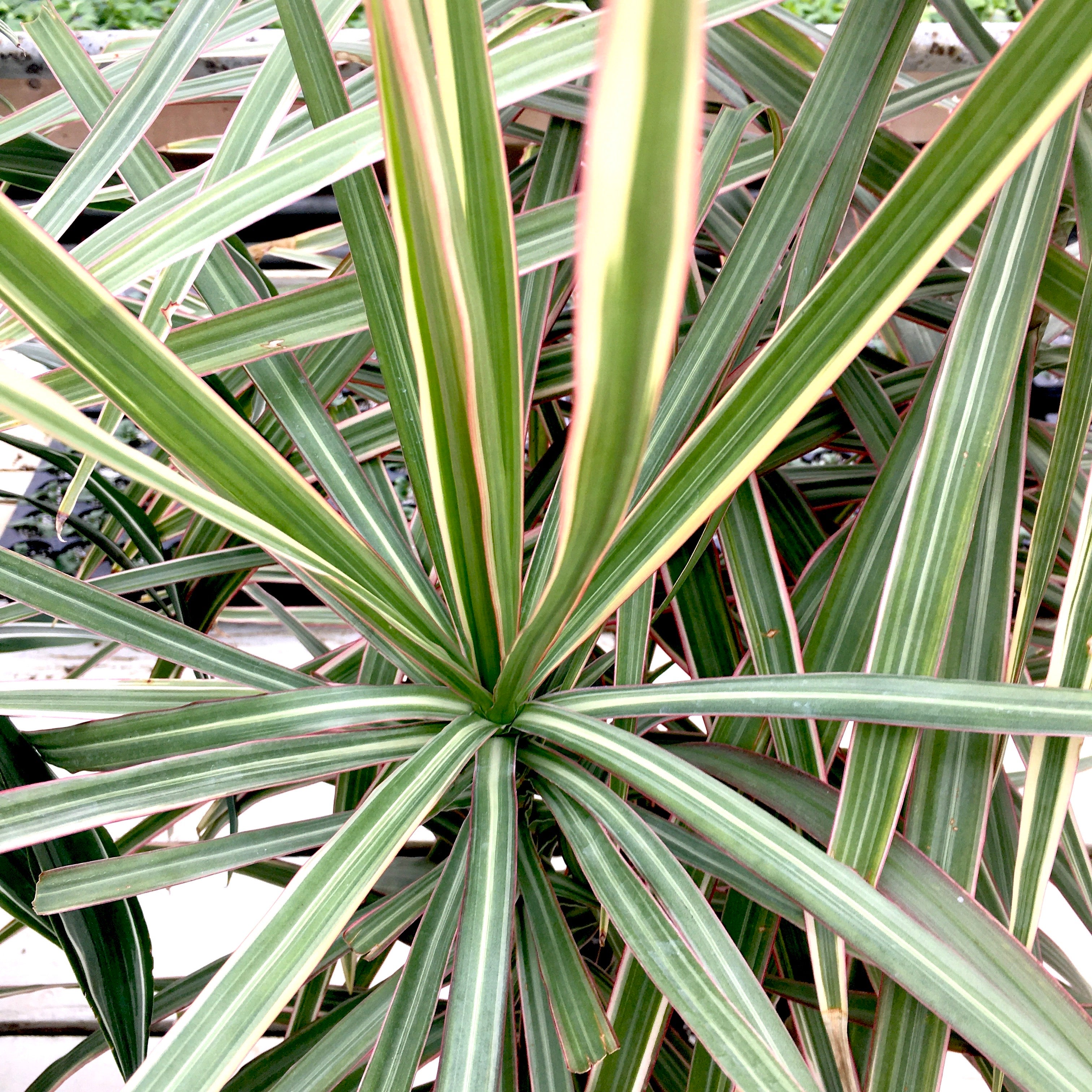 tricolor dracaena Dracaena marginata 'Tricolor' (Dragon Tree) – Vern Goers Greenhouse
