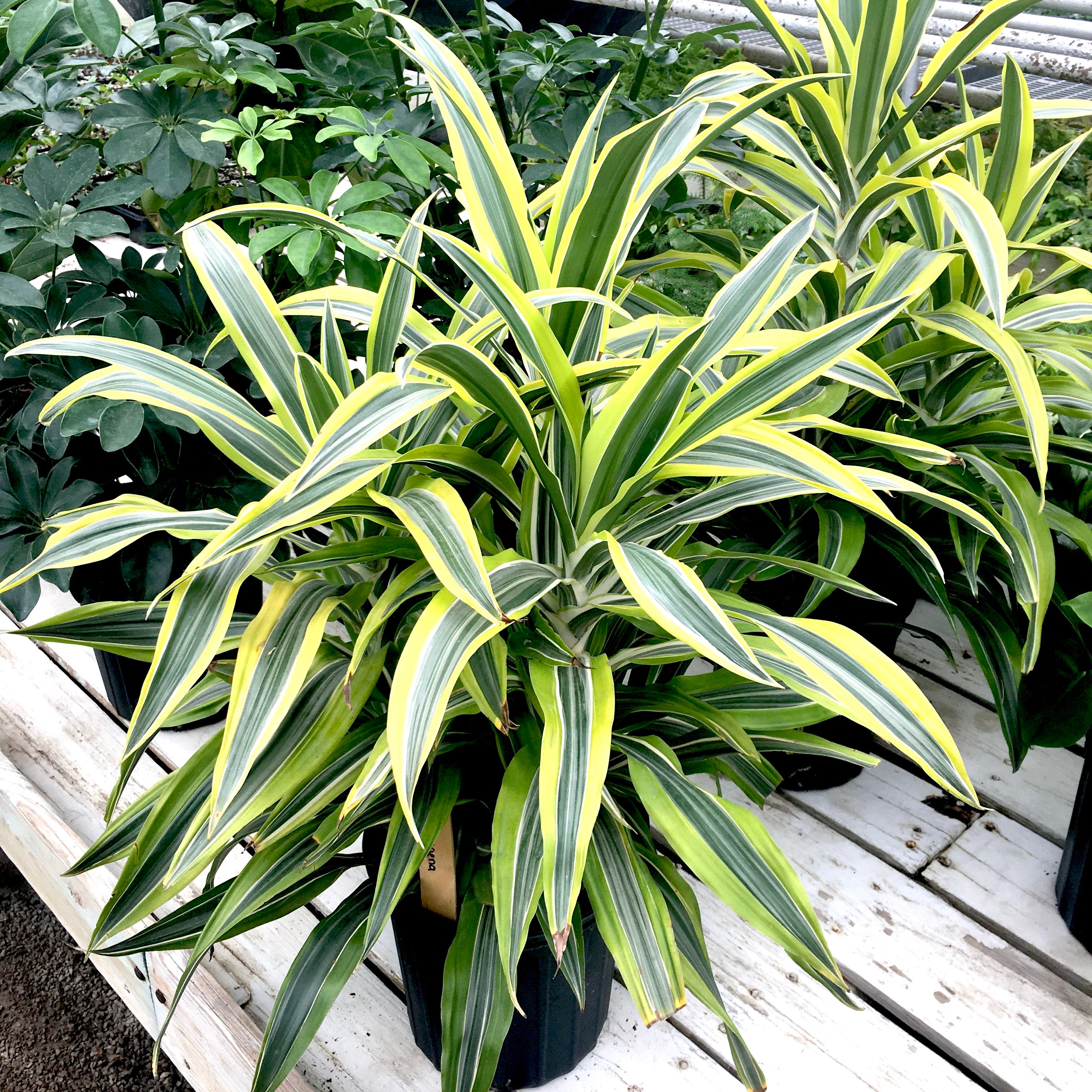 dracaena warneckii gold star Dracaena warneckii 'Goldstar'