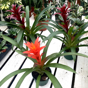 Bromeliad (Assorted Colors)