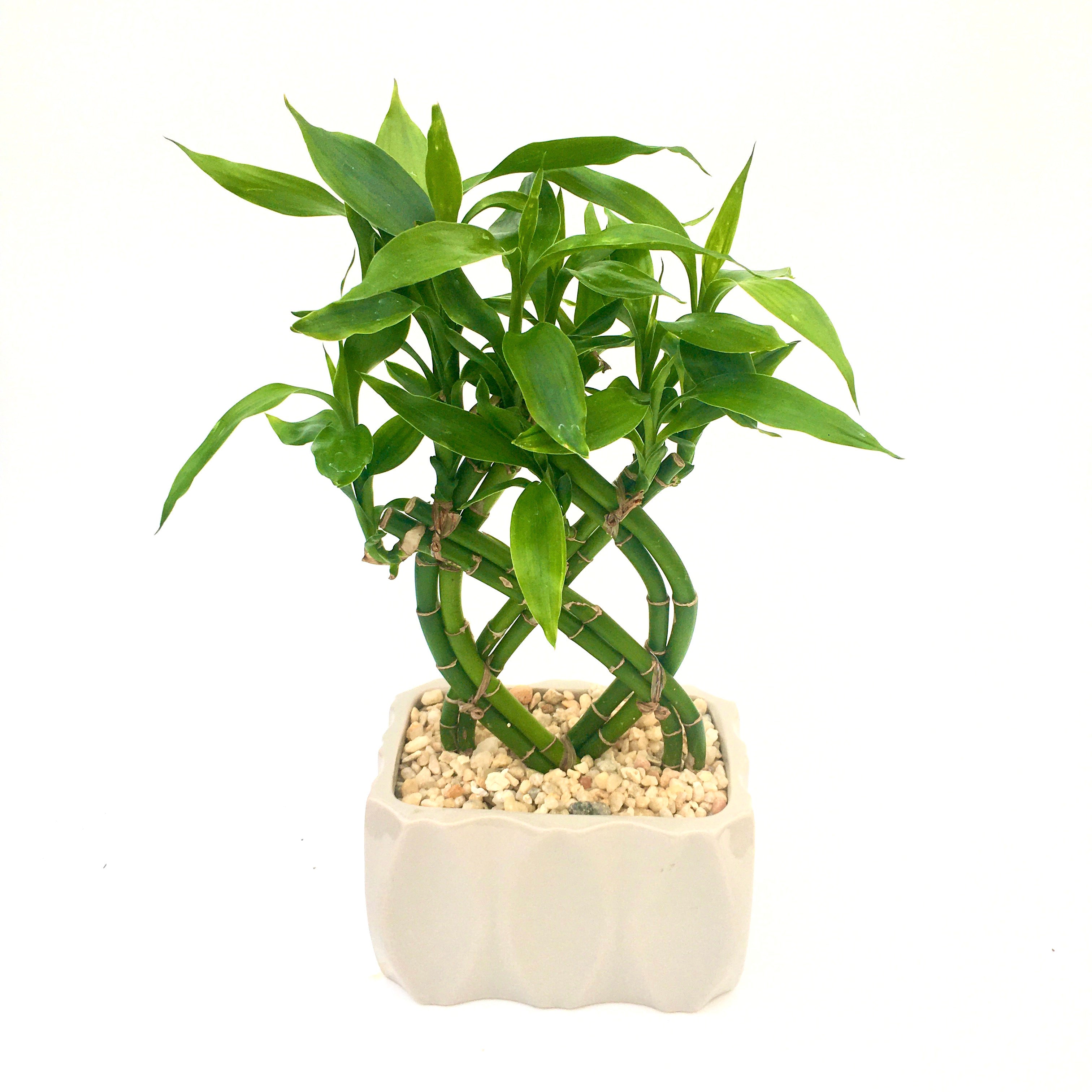 mini lucky bamboo Dracaena sanderiana 'Lucky Bamboo' – Vern Goers Greenhouse
