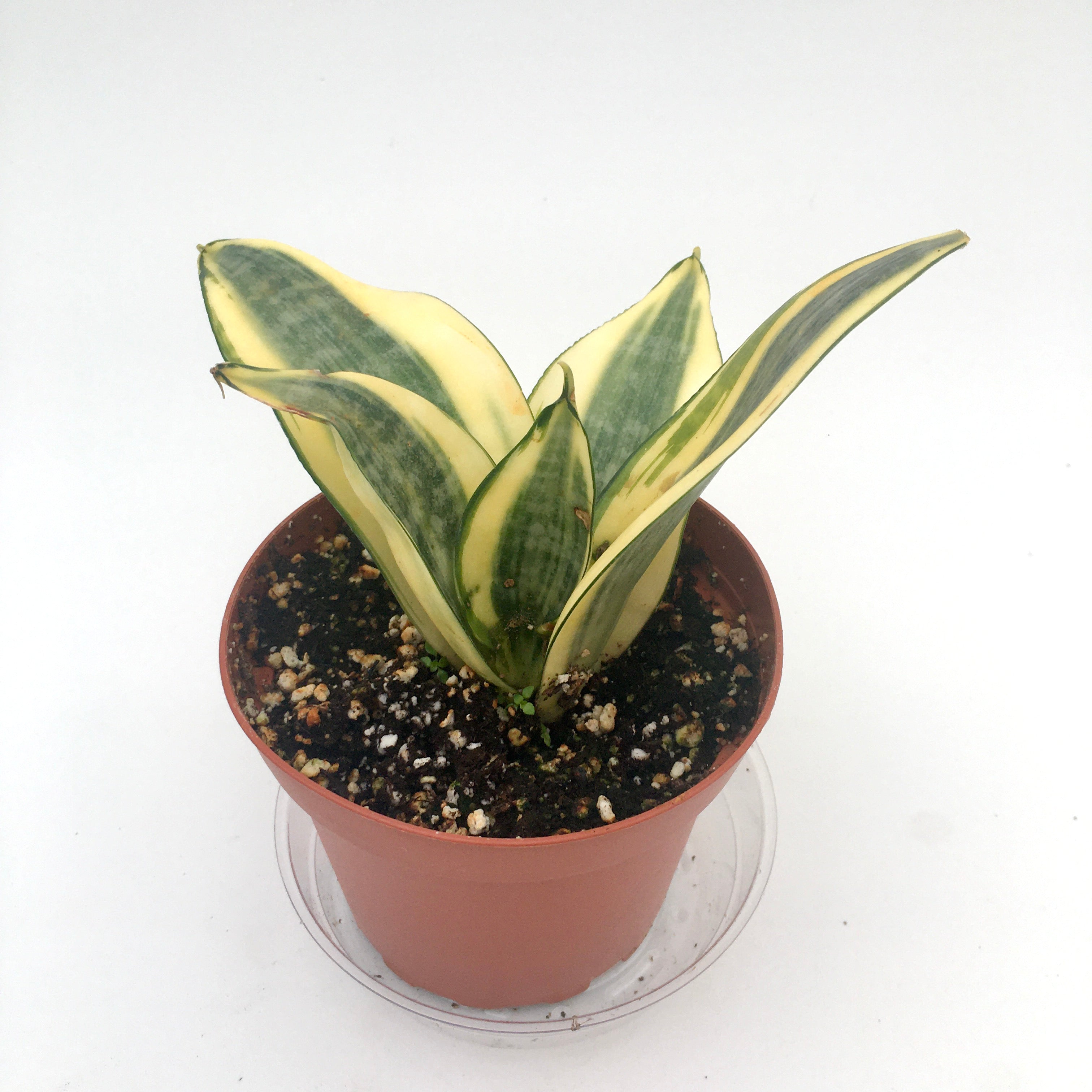 gold star snake plant Sansevieria 'Gold Star' (Birds Nest Snake Plant)