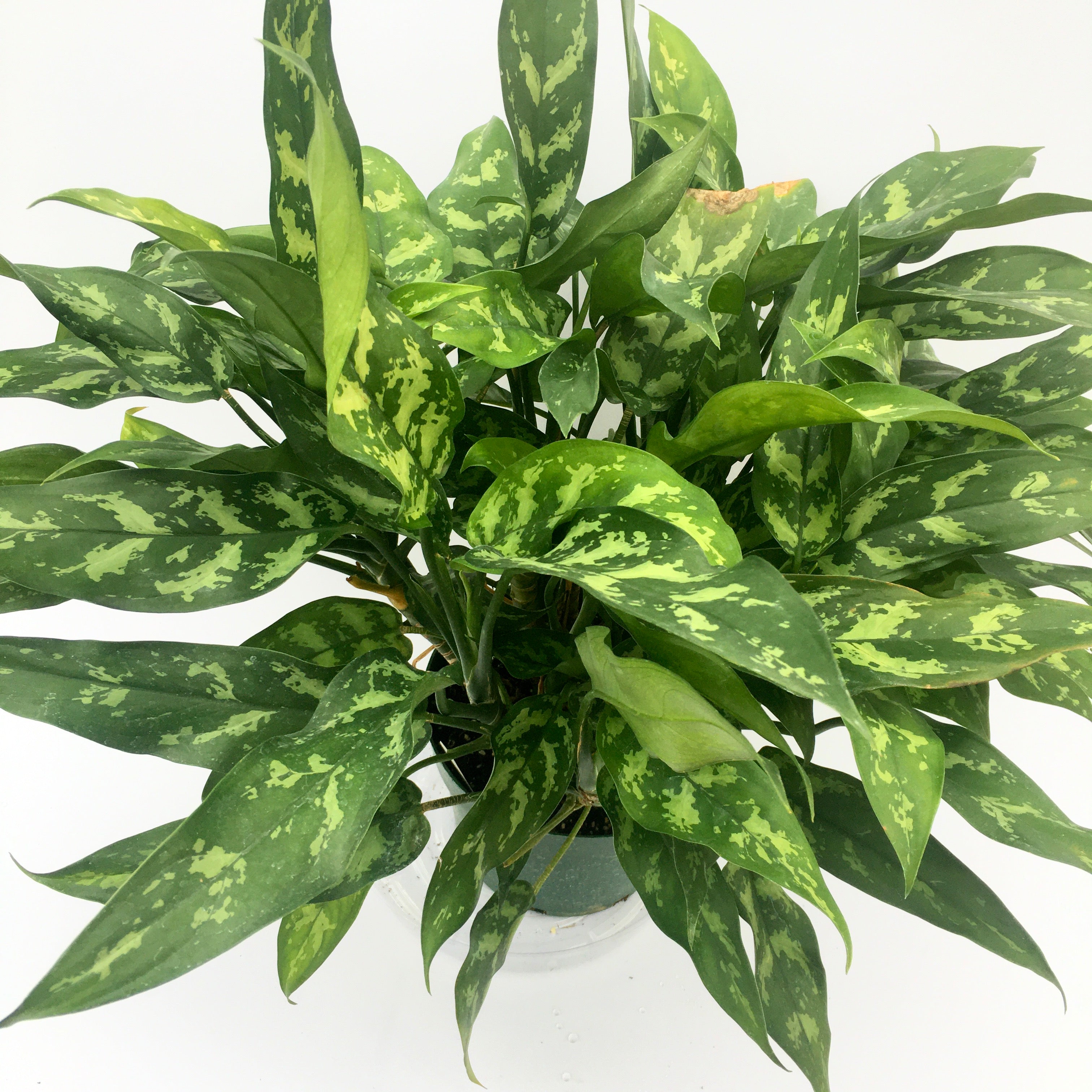 aglaonema maria em beauty Aglaonema ‘Maria Emerald Beauty’ (Chinese evergreen)