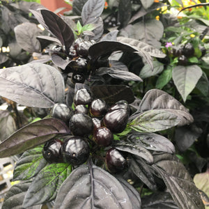 Pepper (Ornamental) Black Pearl