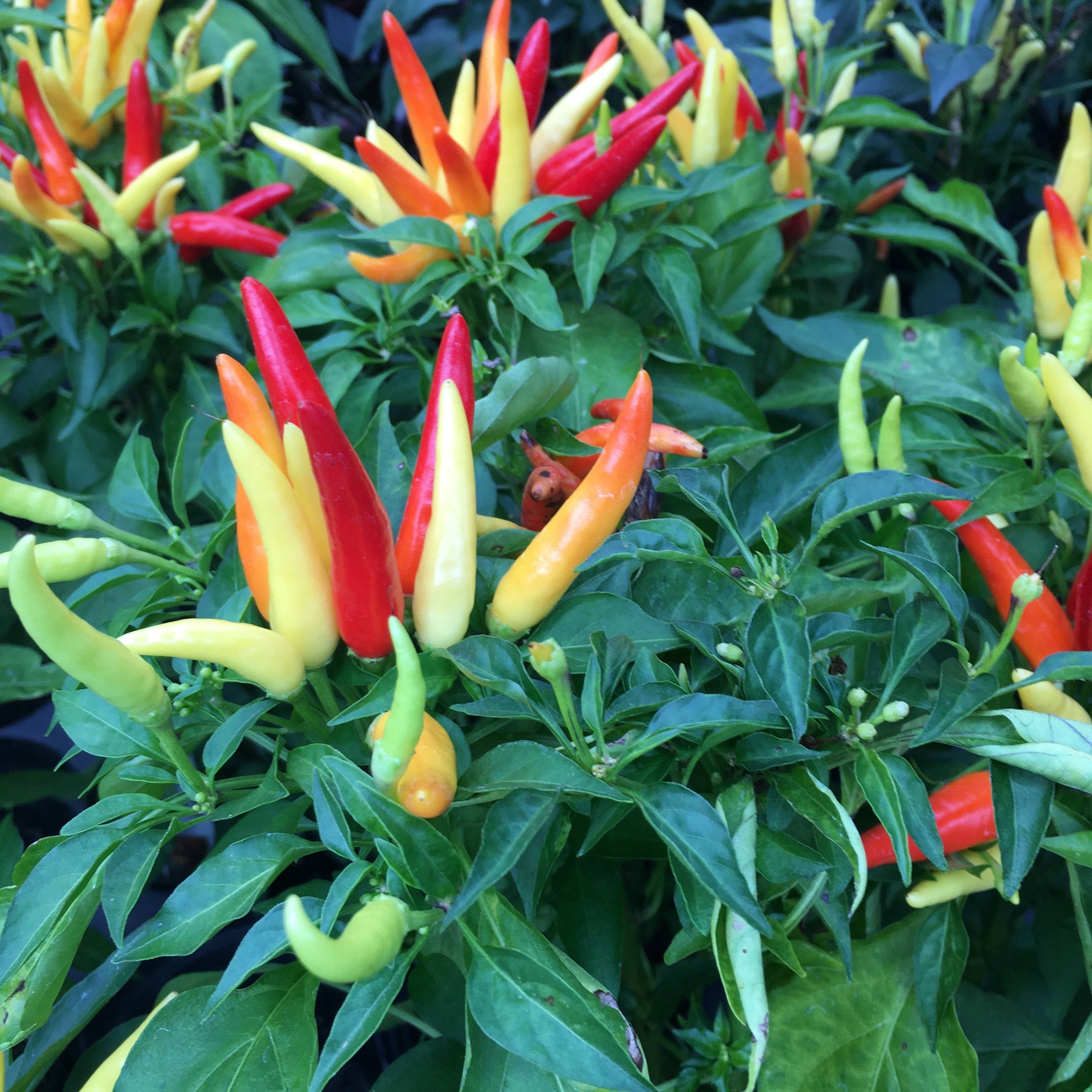 Pepper (Ornamental) Chilly Chili