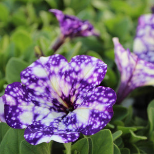 Petunia Night Sky