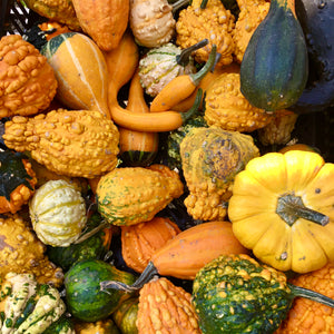 Gourds (Small Assorted)