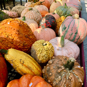 Gourds (Large Assorted)