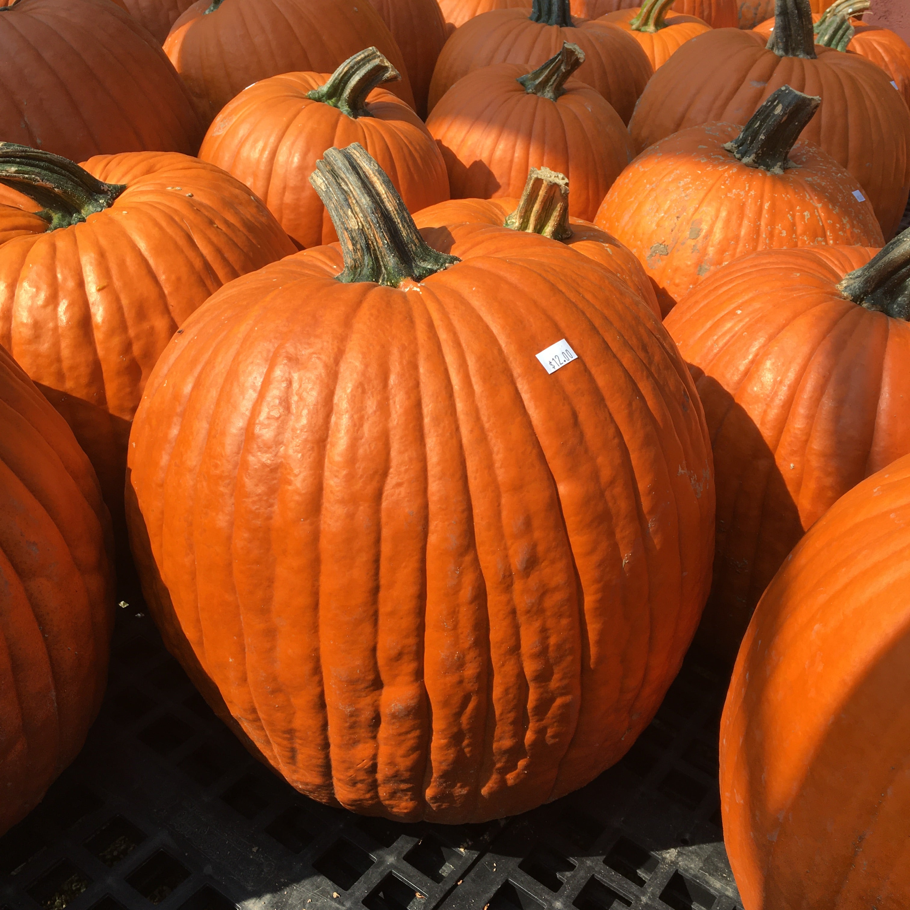 Pumpkins (Medium Sized)