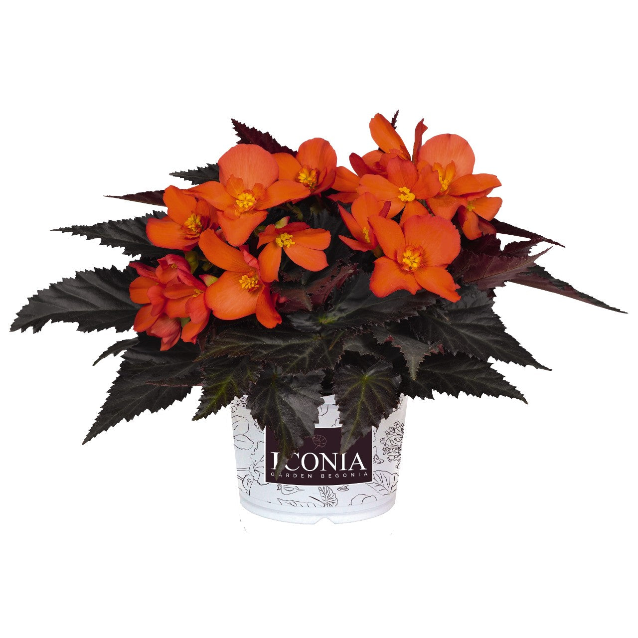 Begonia I'conia Portofino Upright Fire HB