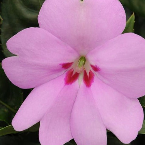 Impatiens Bounce Lilac