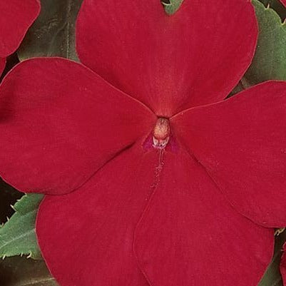 Impatiens Dazzler Cranberry