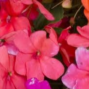 Impatiens Imara Mix