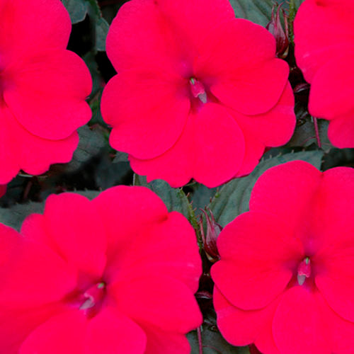 Impatiens Sunpatiens Compact Deep Rose