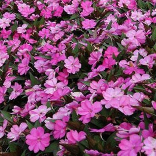 Impatiens Sunpatiens Compact Lilac