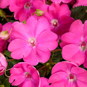 Impatiens Sunpatiens Compact Neon Pink