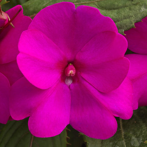 Impatiens Sunpatiens Compact Purple