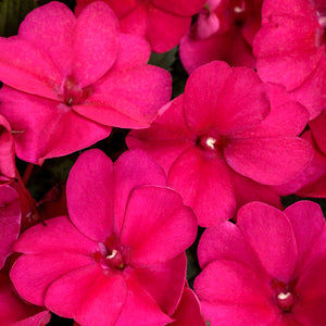 Impatiens Sunpatiens Compact Royal Magenta