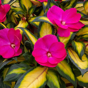 Impatiens Sunpatiens Tropical Rose Bicolor
