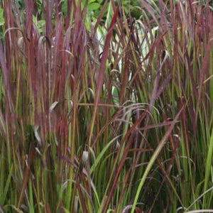 Imperata cylindrica 'Red Baron' Japanese Blood Grass
