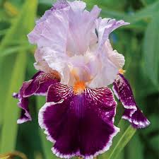 Iris germanica 'Armageddon' Bearded Iris