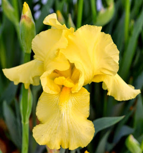 Iris germanica 'Harvest of Memories' Bearded Iris