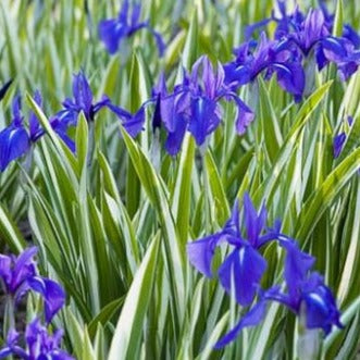Iris laevigata 'Variegata' Variegated Japanese Iris