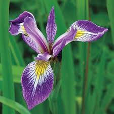 Iris versicolor 'Gerald Darby' Multicolored Iris